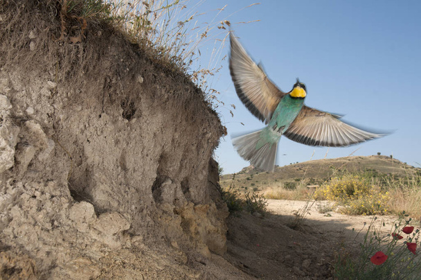Europäischer Bienenfresser (Merops apiaster) fliegt aus seinem Nest - Foto, Bild