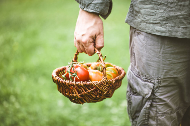 Zbiory pomidorów. Dłonie rolników ze świeżo zebranymi pomidorami. - Zdjęcie, obraz