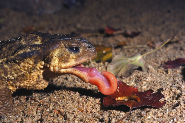 common toad, bufo bufo, Eating a worm, tongue out - Photo, Image