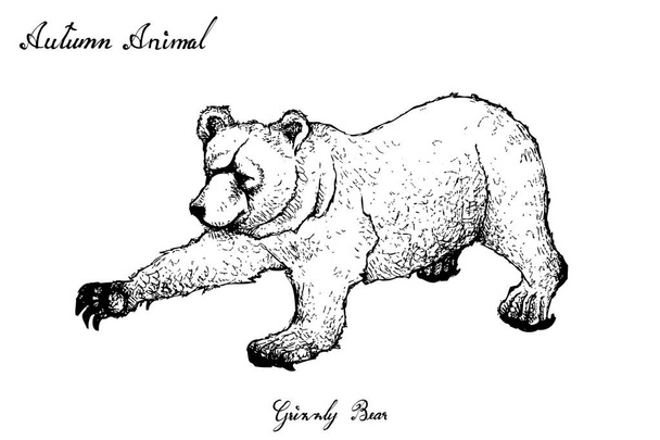 秋の動物、ハイイログマは、白い背景で隔離の手書きの図。秋のシーズンの兆候を示す象徴的な動物. - ベクター画像
