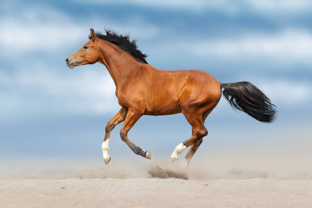 Bay Horse lopen snel op woestijn stof tegen mooie hemel - Foto, afbeelding