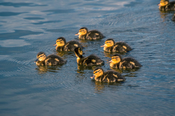 Duck with ducklings swimming in the lake - Фото, изображение