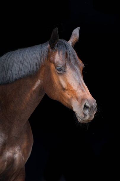 Bay paard portret geïsoleerd op zwarte achtergrond - Foto, afbeelding