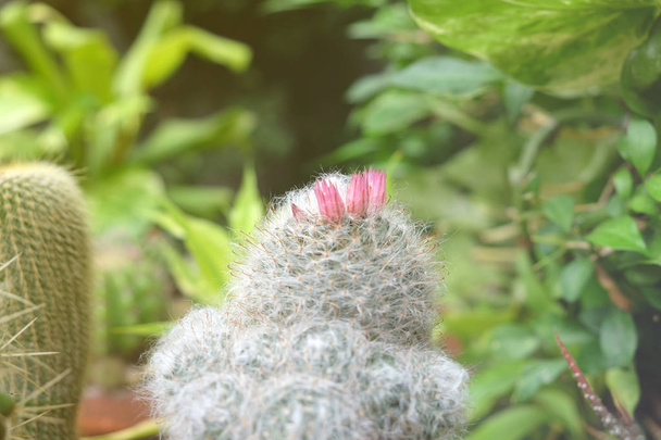 Blossom of cactus in pot, succulents or cactu - 写真・画像