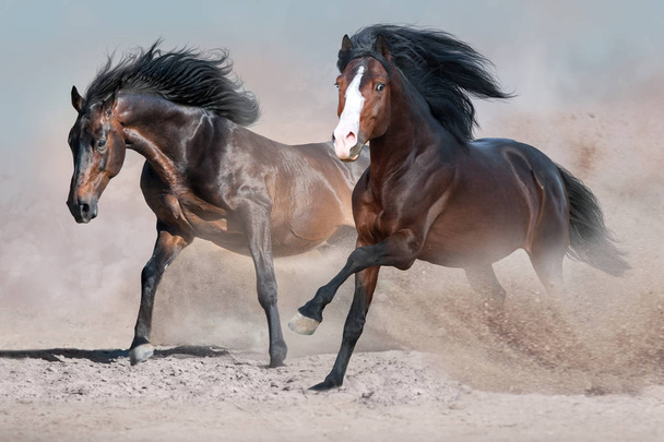 Magnifique troupeau de chevaux courir galop sur la poussière du désert contre le ciel couchant
 - Photo, image