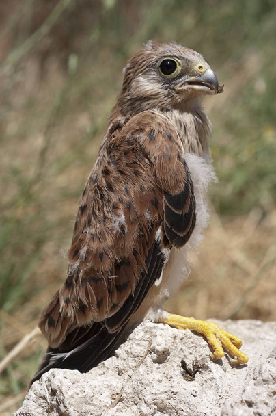Lesser kestrel, jalostus, Falco naumanni
 - Valokuva, kuva