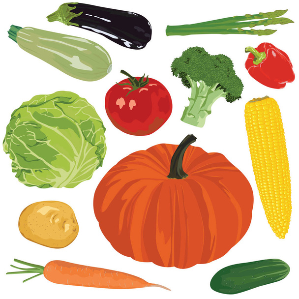 Herfst oogst: pompoen, aardappelen, wortelen, komkommer, maïs, kool en andere groenten op een witte achtergrond. - Vector, afbeelding