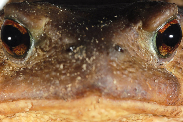 gemeenschappelijke toad bufo bufo, Amfibie - Foto, afbeelding