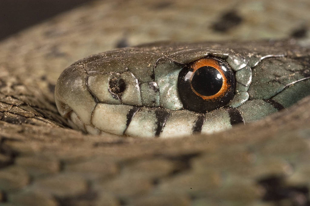 Ot yılanı (Natrix natrix), göz, kolye - Fotoğraf, Görsel