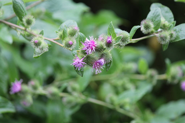  Common Burdock (Arctium) with purple flower on top of head growing beside a country roadway. Kingston, Ontario.         - Photo, Image