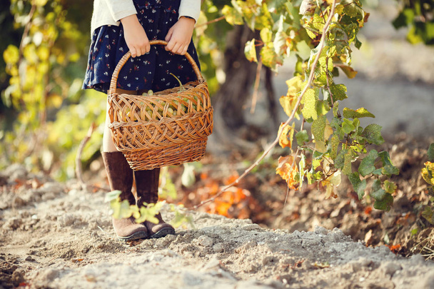 Kislány szőlővel a szabadban. sorozat őszi Provence vidék - Fotó, kép
