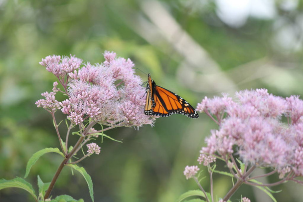 Monarchfalter auf hübscher rosa Blume in einem kleinen Park. kingston, ontario.    - Foto, Bild