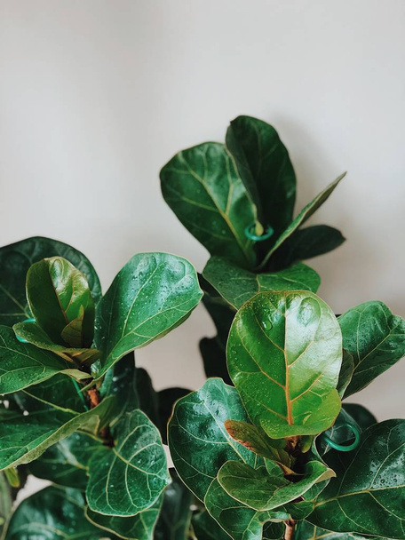 Блискучі зелені листя кімнатної фікусової рослини
 - Фото, зображення