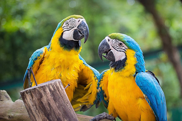 Blue & Gold Macaw käsite rakkaus
 - Valokuva, kuva