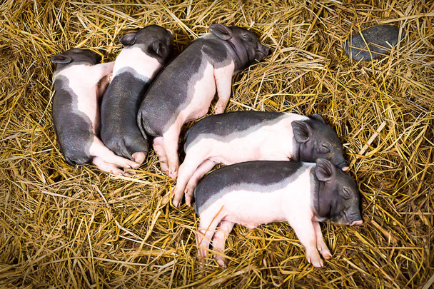 Новорожденные свиньи лежат друг на друге и спят в соломе в сарае.
 - Фото, изображение