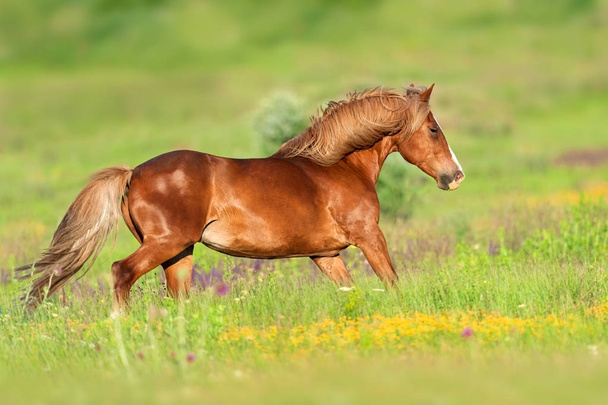 Червоний кінь з довгим грифом біжить галопом у квітах
 - Фото, зображення