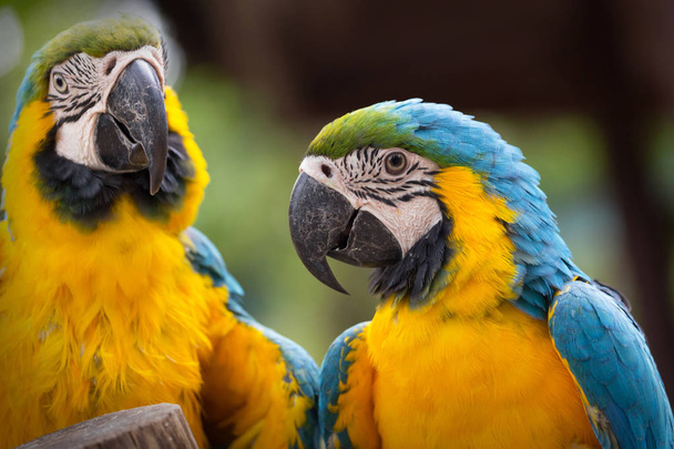 Bleu & Or Macaw concept amour
 - Photo, image