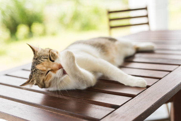 pequeño gato cansado picazón y dormir en el exterior
 - Foto, imagen