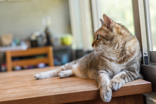 Тэбби кот сидит на столе в доме
 - Фото, изображение