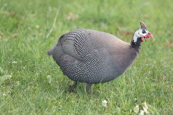 Helmeted Guinea fowl in an open area of farm land - Photo, Image