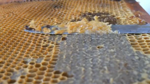 Χέρι χρησιμοποιώντας ένα μαχαίρι για να φράξει τις κηρήθρες με το μέλι σε ένα πλαίσιο. Μελισσοκόμος αποσφραγίσει κηρήθρα. - Πλάνα, βίντεο