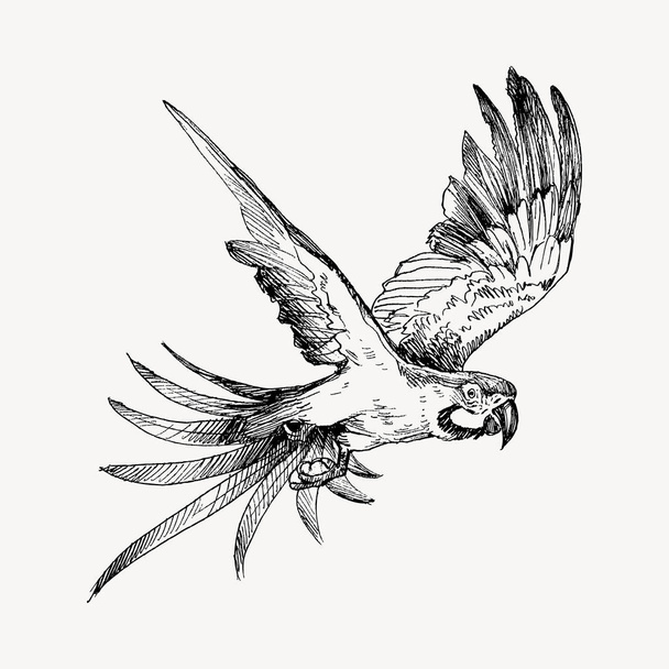 Hand drawn sketch black and white vintage exotic tropical bird parrot macaw flying. Vector illustration isolated object - Vector, imagen