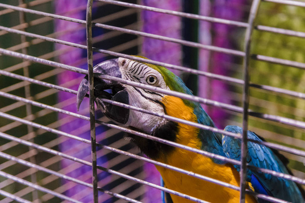 Big colorful parrot in the white cage. - Fotografie, Obrázek
