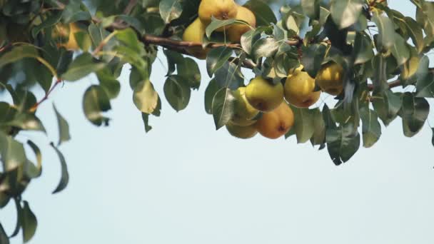 Juicy beautiful amazing nice pears on the tree branch, sunny summer good day with light breeze. Shallow depth of the field, toned video, 50fps. - Footage, Video