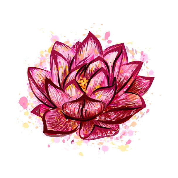 Lotus flower isolated on white - Вектор,изображение