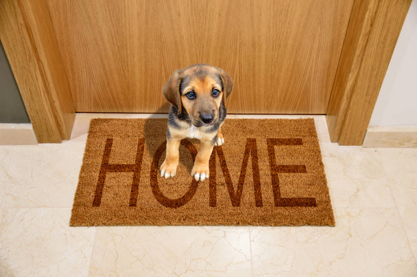 Shot of a puppy dog sitting on a home mat at front door - Fotó, kép