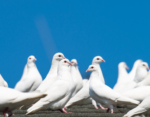doves - Photo, Image