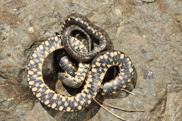 thanatosis behavior on dice snake ( Natrix tessellata ) - Photo, Image