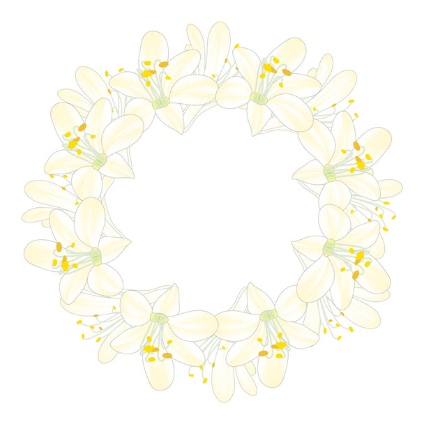 Snow White Agapanthus Wreath. Vector Illustration. - Vector, Image