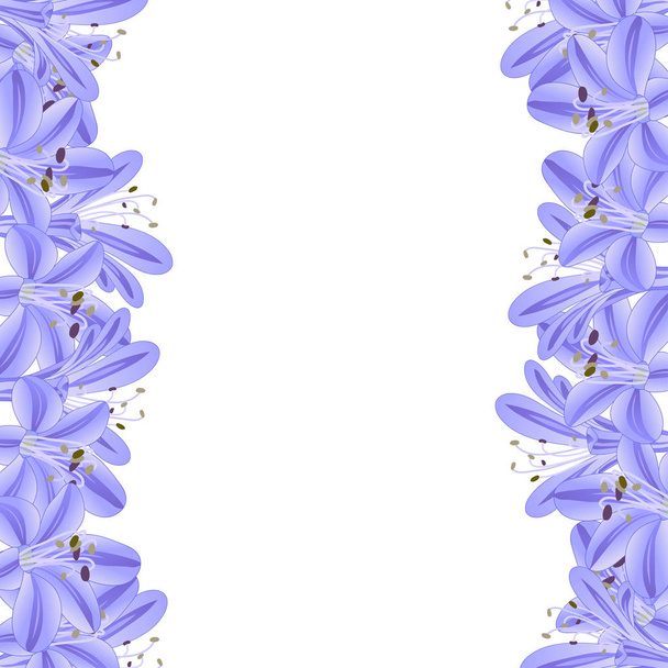 Blue Purple Agapanthus Border. Vector Illustration. - Vector, Image