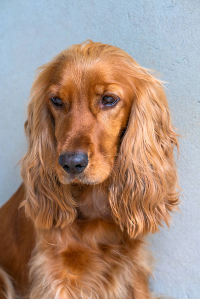 Портрет коричневого кокер-спанієль собаки, що відпочиває на патіо в саду вибірковий фокус
 - Фото, зображення