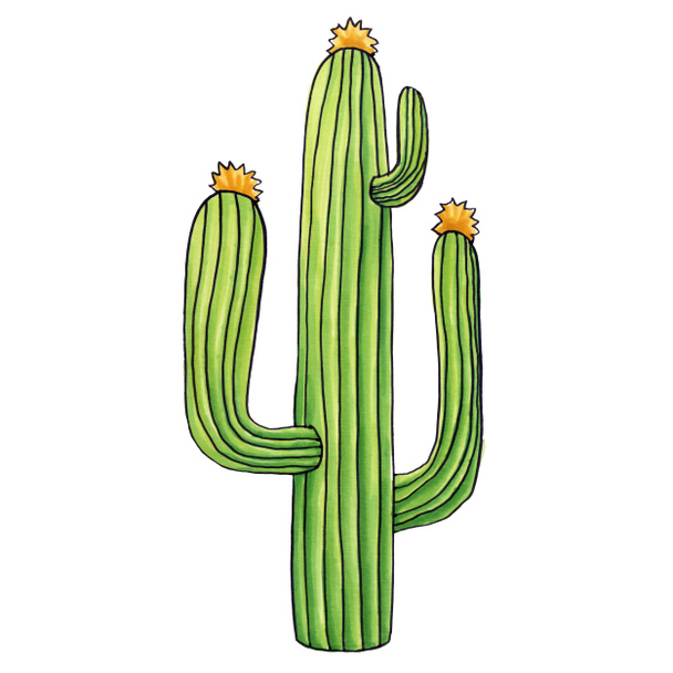 Мексиканські довгий кактус ізольовані на білому тлі. - Фото, зображення
