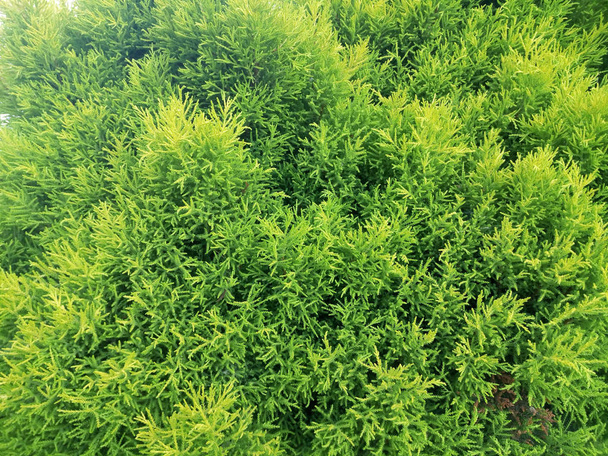 Детальный вид свежих зеленых пушистых кустов
 - Фото, изображение