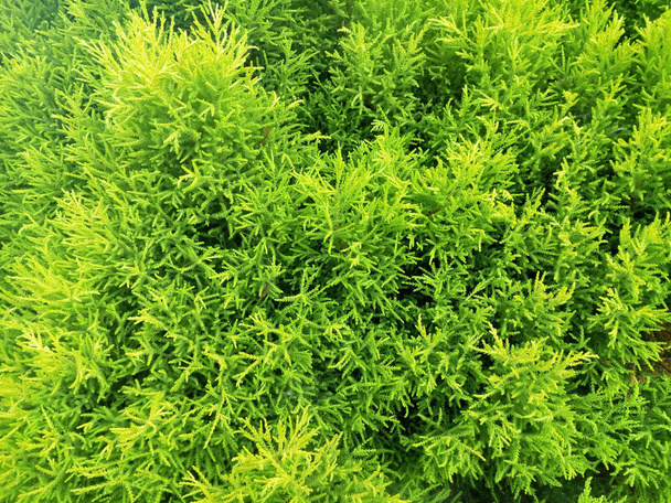 Vue détaillée des buissons pelucheux verts frais
 - Photo, image