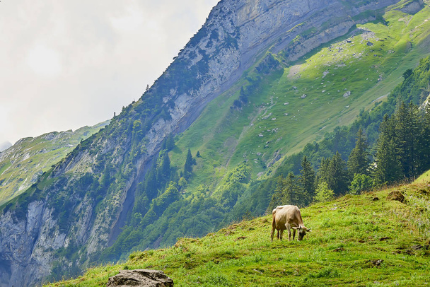 Herd of cows at beautiful green field, Switzerland - Φωτογραφία, εικόνα