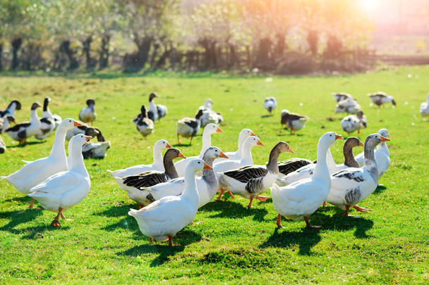 La manada de gansos adultos blancos pastando en el campo en la granja en un bosque verde
. - Foto, imagen