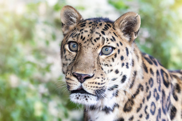 Jeune adulte Amur Leopard. Une espèce de léopard indigène du sud-est de la Russie et du nord-est de la Chine, et inscrite comme étant en danger critique d'extinction
 - Photo, image