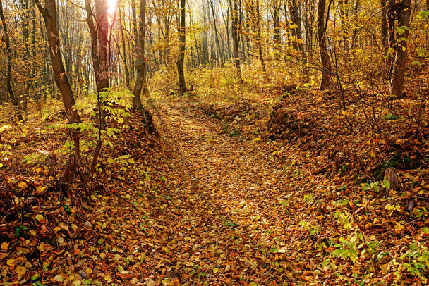 Landschaft aus hellem, sonnigem Herbstwald mit Orangenbäumen und Laub und Wanderwegen. - Foto, Bild