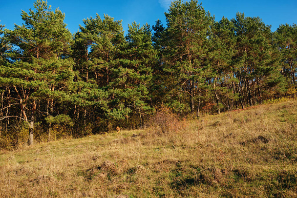 Landschap met blauwe lucht en herfst hout met bomen en borstel op grasland heuvel - Foto, afbeelding