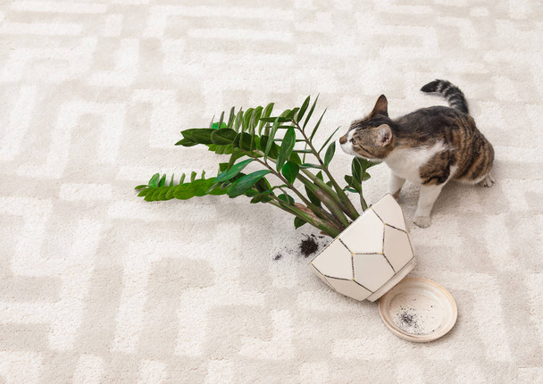 Cat near overturned houseplant on light carpet - Zdjęcie, obraz