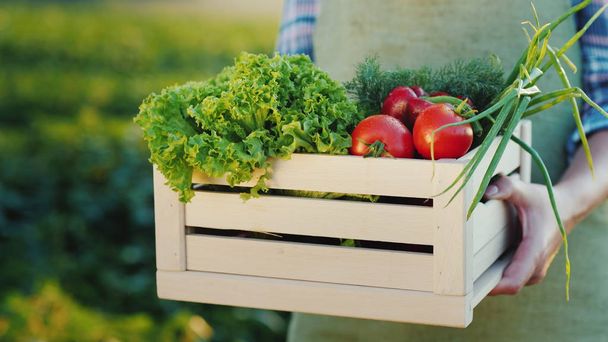 Fermier tenant une boîte en bois avec un ensemble de légumes frais avec champ de sveogo. Aliments biologiques provenant d'une petite ferme
 - Photo, image