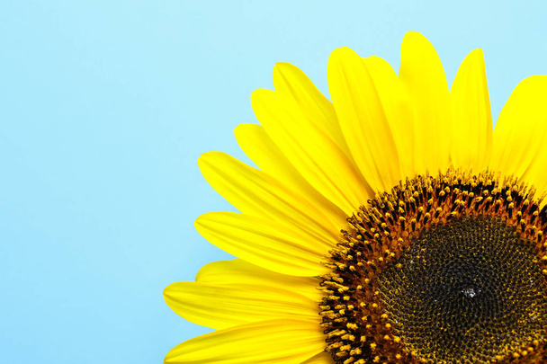 Beautiful bright sunflower on color background, top view - Φωτογραφία, εικόνα