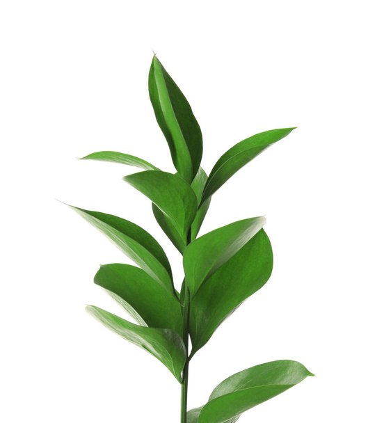 Branch with fresh green Ruscus leaves on white background - Фото, изображение