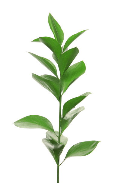 Branch with fresh green Ruscus leaves on white background - Φωτογραφία, εικόνα