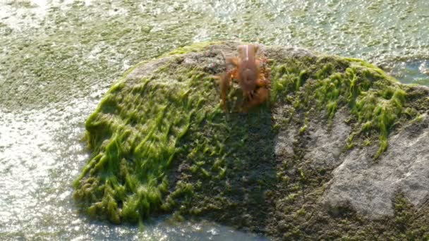 Μία καραβίδα κατεβαίνει από την πέτρα στο νερό που καλύπτονται με πλωτές ή λάσπη. - Πλάνα, βίντεο