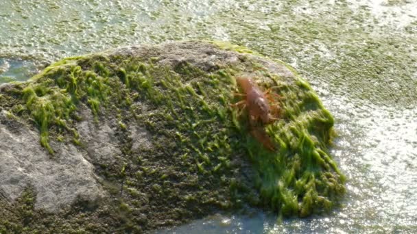 Een echte Europese of Turks rivierkreeft kruipt langzaam langs. Wild leven op een meer of rivier. Algen en groene modder op de achtergrond van steen en water. - Video